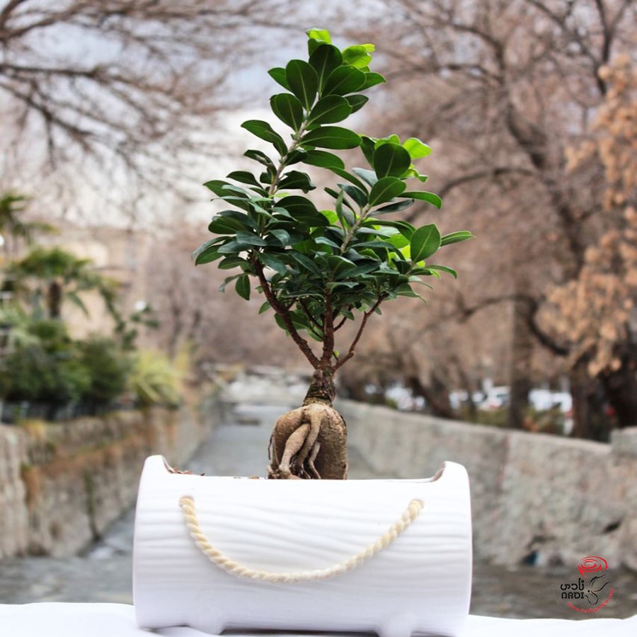 bonsai