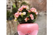 بگونیا عروس صورتی باغ گل نادی