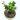 bonsai plant 1-min