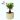 bonsai plant 4