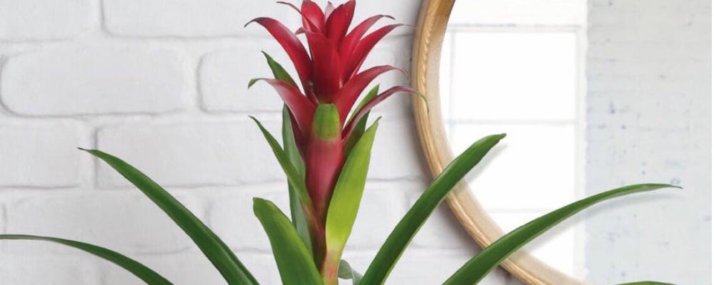 گلهای مخصوص اتاق خواب