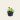 Pentas plant price