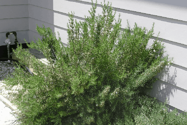 گیاهان آپارتمانی ضد استرس