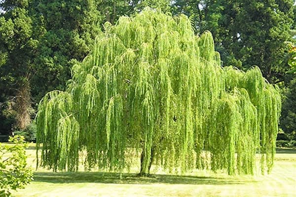 بهترین درخت برای باغ ویلا